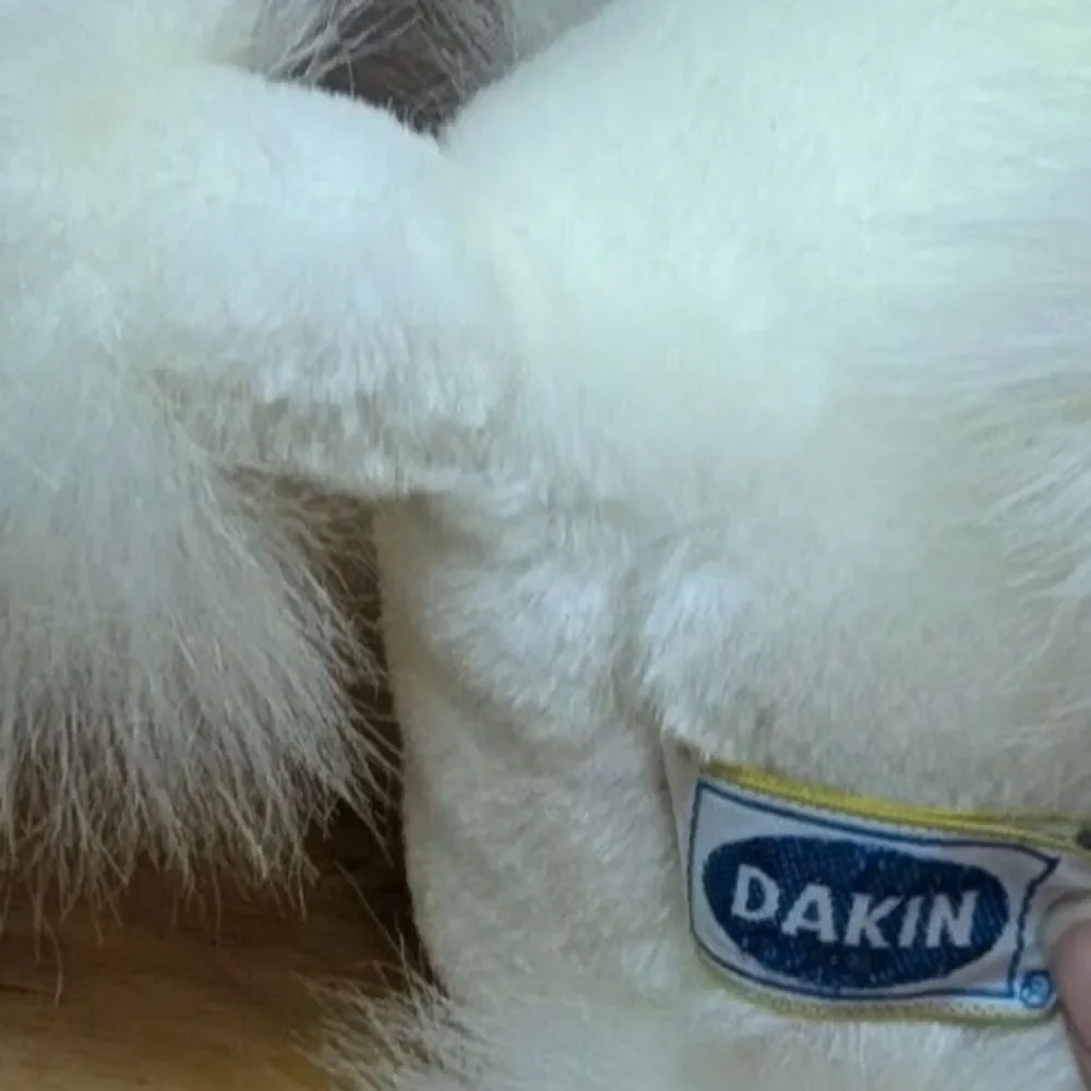 Dakin this white